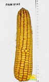Кукуруза РАМ 8143 Синельниково