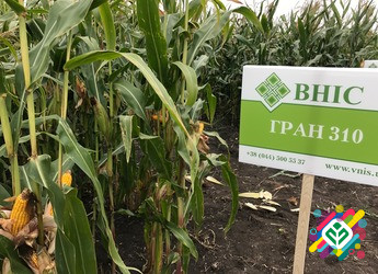 Кукурудза Гран 310 ФАО 250. Київ - изображение 1