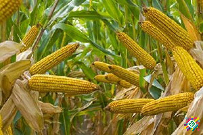 Насіння кукурудзи / Вакула, Гран 6, Гран 310, ВН 63, ВН 6763, Яніс. Київ - зображення 1