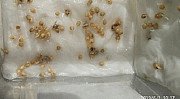 Семена просо жёлтое (белое) Омрияне. Черкассы
