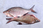 Рыба оптом. Свежемороженая речная рыба. Николаев
