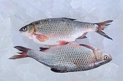 Рыба оптом. Свежемороженая речная рыба. Николаев