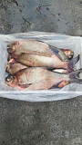 Продажа рыбы оптом Украина. Нікополь