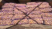 Овощи и фрукты (огурец, редис, картошка) оптом от производителя Полтава