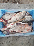 Риба свіжа річкова гуртовий продаж Тернопіль
