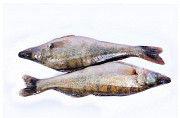 Продажа свежевыловленной рыбы оптом Дніпро