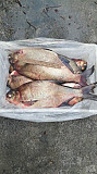 Продаж свіжовиловленої риби оптом Винница