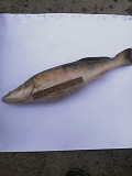 Свежевыловленная рыба оптом. Икряная рыба Нікополь