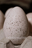 Інкубаційні яйця індичок Біг 6 Черновцы