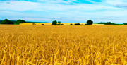 Куплю пшеницю 2, 3, 4 Дніпро