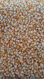 Зерно кукурудзи попкорн американських гібридів. Одеса