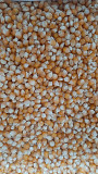 Продам зерно кукурудзи попкорн американських гібридів Київ