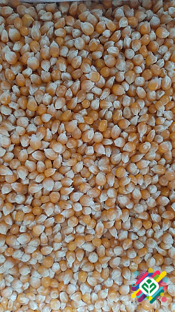 Продам зерно кукурудзи попкорн американських гібридів. -> Продам зерно кукурудзи попкорн американськ Київ - зображення 1