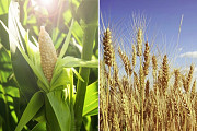 Закуповуємо некондиційну пшеницю та кукурудзу Чернігів