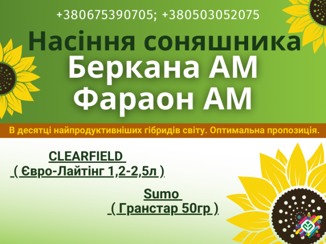 Насіння соняшника. Доступні, олійні, високопродуктивні гібриди. Полтава - зображення 1