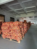 Продам свіжу цибулю власного врожаю. Житомир