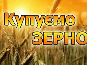 Закупівля вологої кукурудзи врожаю 2023, Полтавська область. Україна