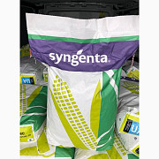 Насіння кукурудзи Syngenta NK Термо, оригінал, Київ. Україна