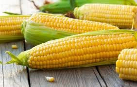 Продам кукурудзу, Волинська область.  - изображение 1
