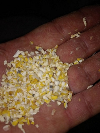 Побічні продукти кукурудзи, зернові відходи на продаж, Сумська область.  - зображення 1