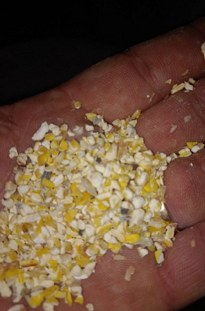 Продам відходи, побічний продукт кукурудзи, Сумська область.  - изображение 1