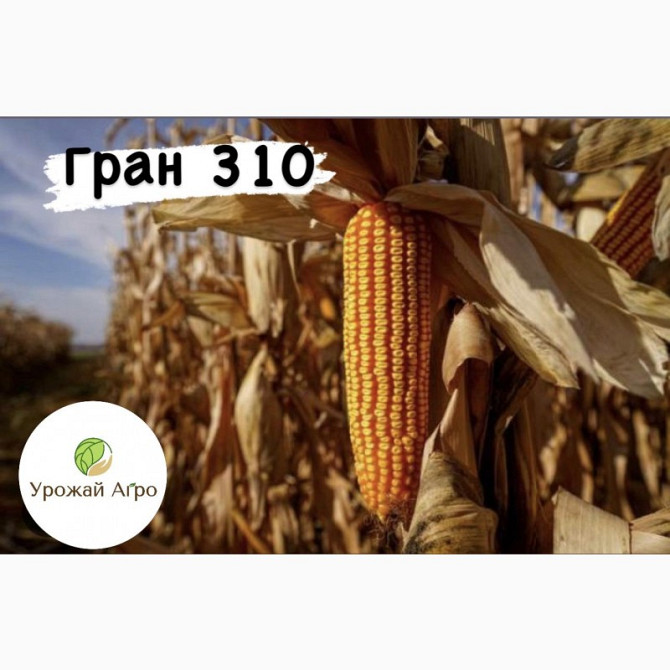 Насіння кукурудзи ГРАН 310 (2023 рік), ТМ "ВНІС", Київ.  - зображення 1
