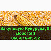 На постійній основі закуповуємо кукурудзу в Полтавській та Чернігівській областях. Україна