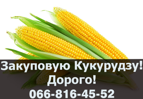 Куплю кукурудзу від виробника, Полтавська область.  - изображение 1