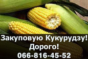 Підприємство закуповує кукурудзу! Найвищі в регіоні ціни, Полтавська область. Україна