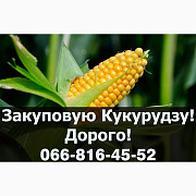 Закуповую кукурудзу в обсязах, за найвищими цінами, Полтавська область. Україна