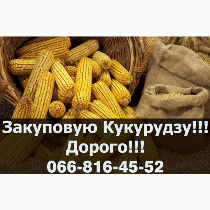 Шукаю постачальника кукурудзи на тривалий термін! Купую дорого, Полтавська область.  - зображення 1