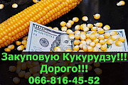 Придбаю кукурудзу у необмежених обсягах! Наявні великі контракти! Оплата на вагах, Полтавська област Україна