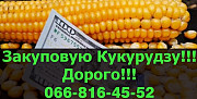 На постійній основі закуповую кукурудзу за привабливими цінами, Полтавська область. Україна