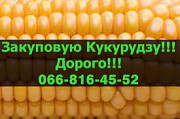 Закуповуємо кукурудзу за високими цінами, Полтавська область. Україна