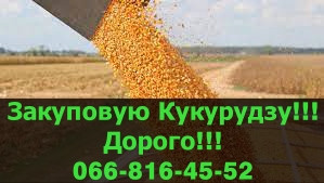 Купую кукурудзу! Дорого! На постійній основі, Полтавська область.  - зображення 1