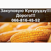 Придбаю кукурудзу від фермерів та населення! Наявні контракти! Дорого, Полтавська область. Україна