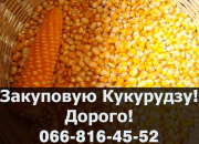 На постійній основі купуємо кукурудзу! Доступні послуги зберігання, Полтавська область. Україна