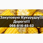 Куплю кукурудзу від виробника! Під контракти! Оплата на вагах! Є сушка/зберігання, Полтавська област Україна