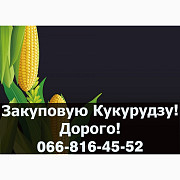 Пропоную найвищі ціни за кукурудзу урожаю 2024 року, Полтавська область. Україна