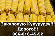 Підприємство закуповує кукурудзу! Оплата на вагах! Доступні сушка/зберігання, Полтавська область. Україна