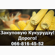 Підприємство купує кукурудзу! Дорого, Полтавська область. Україна