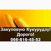 Куплю кукурудзу від виробника! Дорого! На постійній основі! Без вихідних, Полтавська область. Україна