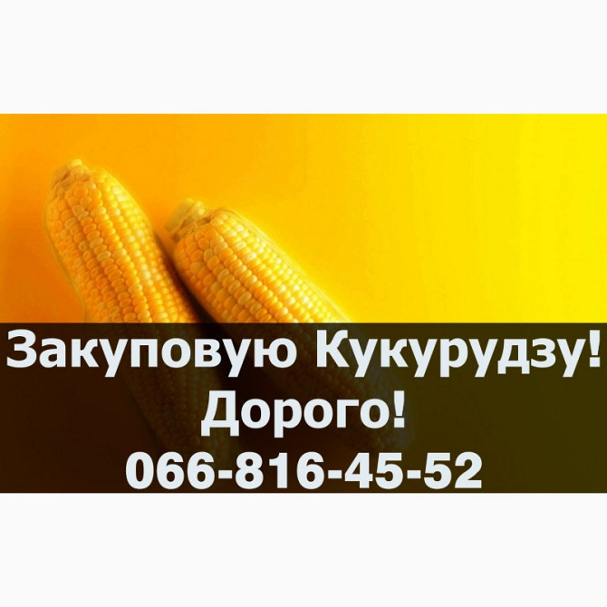 Куплю кукурудзу від виробника! Дорого! На постійній основі! Без вихідних, Полтавська область.  - зображення 1