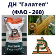 Насіння кукурудзи ДН Галатея ФАО 260 від Рост Агро, Київ. Україна