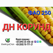 Насіння кукурудзи - ДН КОРУНД (ФАО 250) від ТОВ "ХімАгроСтеп", Дніпропетровська область. Україна