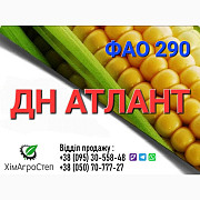 Насіння кукурудзи - ДН АТЛАНТ (ФАО 290) від ТОВ "ХімАгроСтеп", Дніпропетровська область. Україна