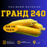 Гібрид 240 (ФАО 240) насіння кукурудзи, української селекції, Чернігівська область. Україна