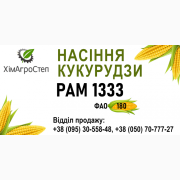 ТОВ "ХімАгроСтеп" пропонує насіння кукурудзи РАМ 1333 (ФАО 180), Дніпропетровська область. Україна