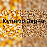 Підприємство закуповує фуражну кукурудзу та пшеницю великими об'ємами по Україні, Тернопільська обла Україна