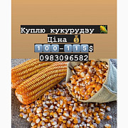 Куплю кукурудзу самовивіз, Черкаська область. Україна